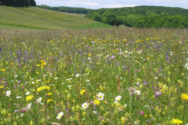 Rubrik_Naturschutz___Biodiv._c._Oppermann